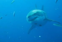 大鲨鱼视频,揭秘海洋霸主的生活奥秘