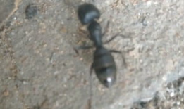 养蚂蚁视频,跟随镜头走进蚂蚁的日常生活