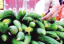 小黄瓜视频,揭秘日常生活中的趣味瞬间