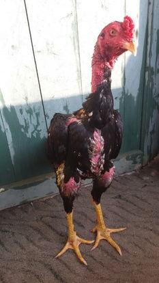 鸡视频,揭秘鸡的世界，趣味科普尽在其中